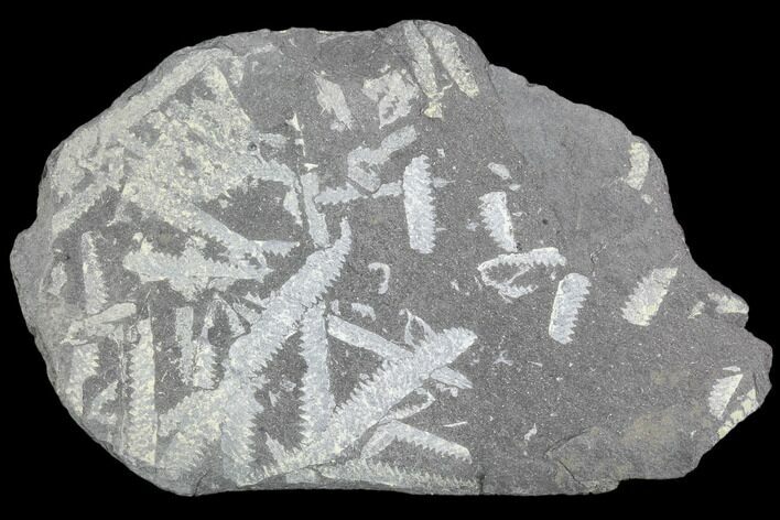 Fossil Graptolite Cluster (Didymograptus) - Great Britain #103411